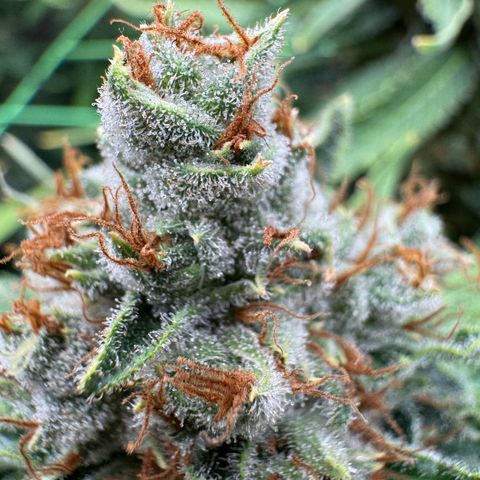 Orange Hippo x Lemon Skunk x Purple Haze x Gelato x Gorilla Glue growlog timeline photo