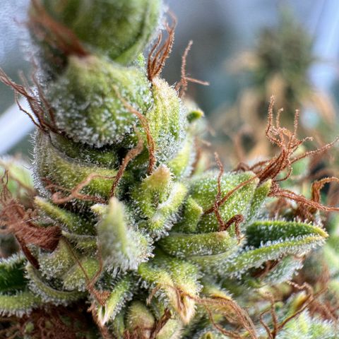 Orange Hippo x Lemon Skunk x Purple Haze x Gelato x Gorilla Glue growlog timeline photo