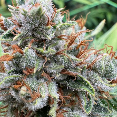 Orange Hippo x Lemon Skunk x Purple Haze x Gelato x Gorilla Glue growlog timeline photo