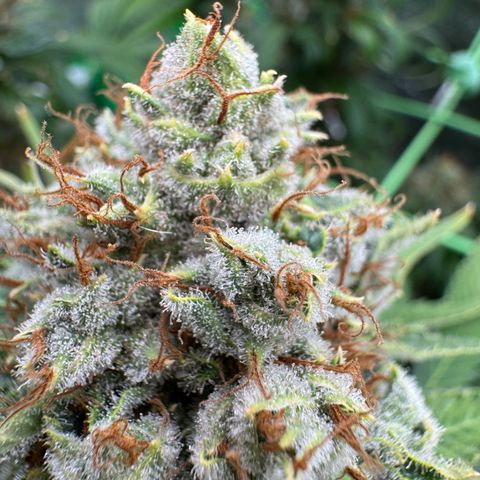 Orange Hippo x Lemon Skunk x Purple Haze x Gelato x Gorilla Glue growlog timeline photo