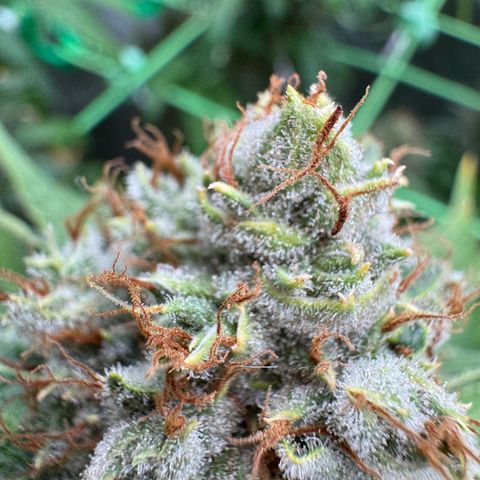 Orange Hippo x Lemon Skunk x Purple Haze x Gelato x Gorilla Glue growlog timeline photo