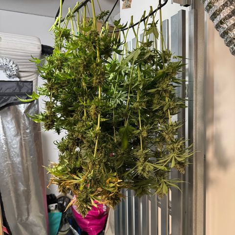 Orange Hippo x Lemon Skunk x Purple Haze x Gelato x Gorilla Glue growlog timeline photo