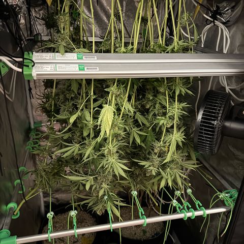 Orange Hippo x Lemon Skunk x Purple Haze x Gelato x Gorilla Glue growlog timeline photo