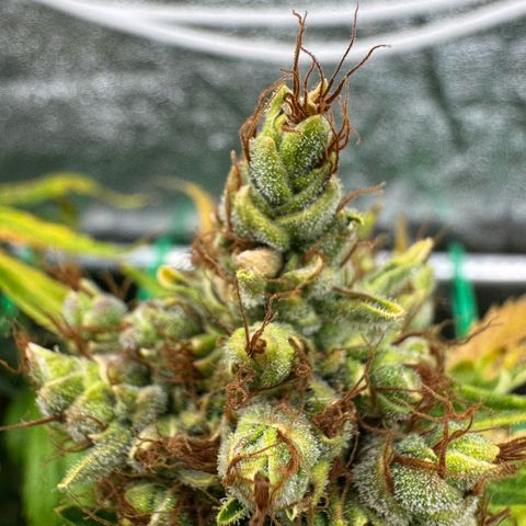 Orange Hippo x Lemon Skunk x Purple Haze x Gelato x Gorilla Glue growlog timeline photo