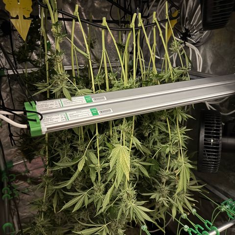 Orange Hippo x Lemon Skunk x Purple Haze x Gelato x Gorilla Glue growlog timeline photo