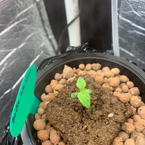 rusia growlog photo: con raiz 