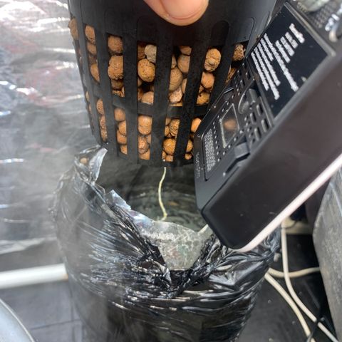 rusia growlog photo: con raiz 