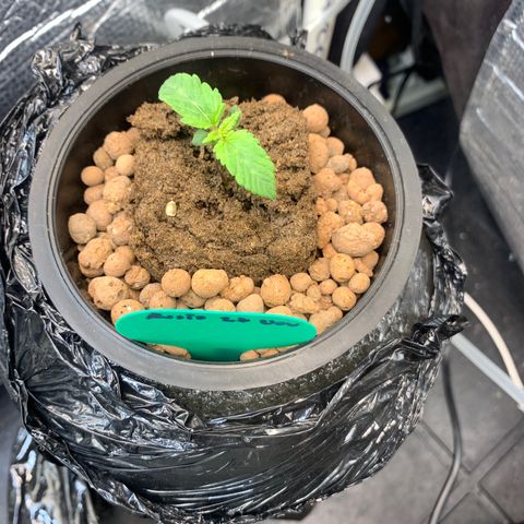 rusia growlog timeline photo
