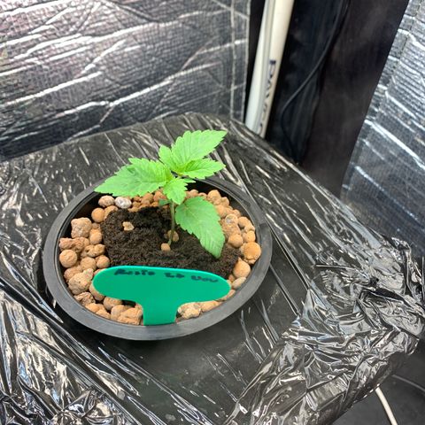 rusia growlog timeline photo