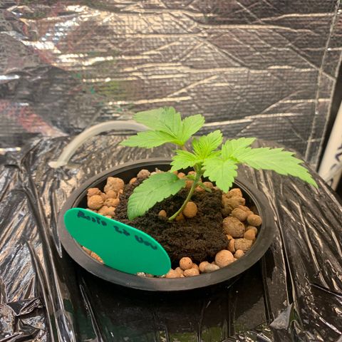 rusia growlog timeline photo