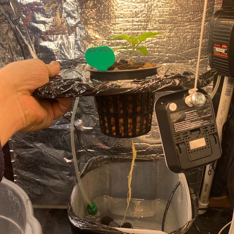 rusia growlog timeline photo