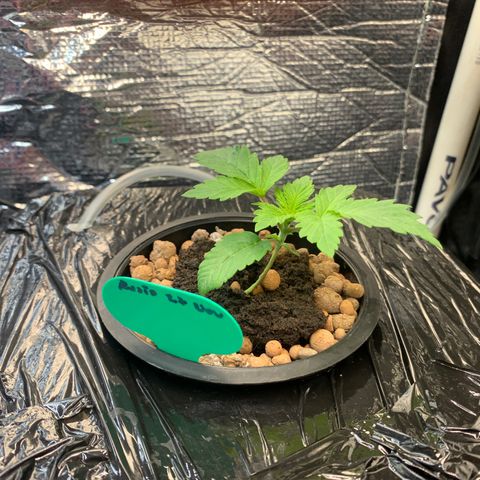 rusia growlog timeline photo
