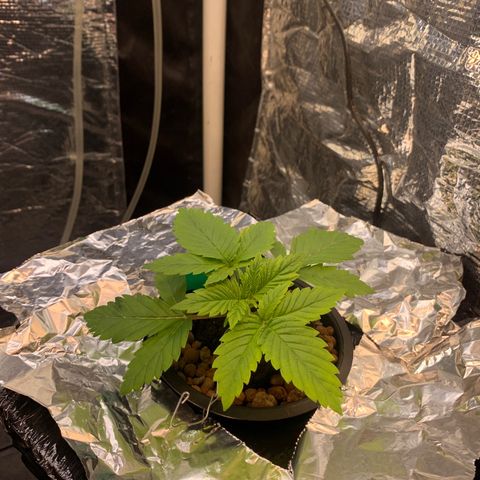 rusia growlog photo: fin desarrollo hojas 5 cls