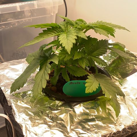 rusia growlog timeline photo