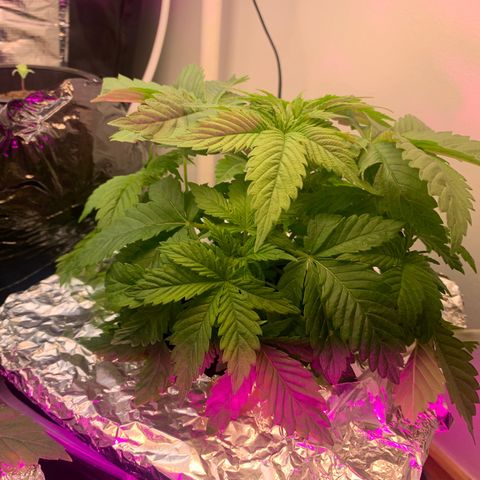 rusia growlog photo: mini crip poda interna 2 nodos