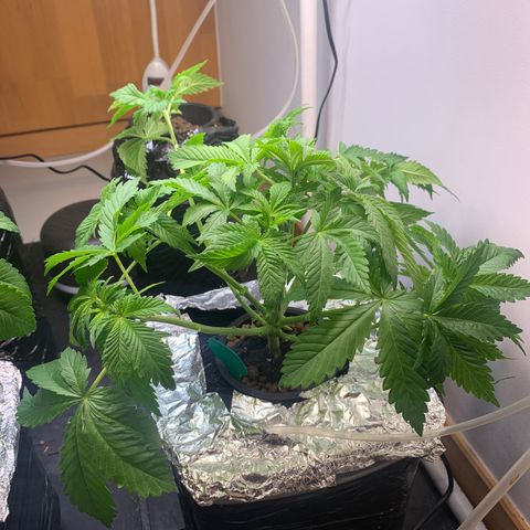 rusia growlog photo: 6,5 ph 1500 ppm 
