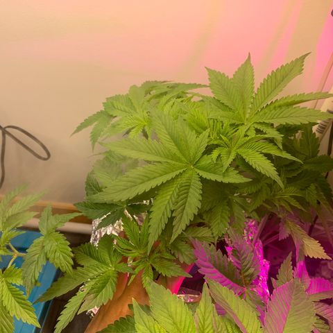 rusia growlog timeline photo