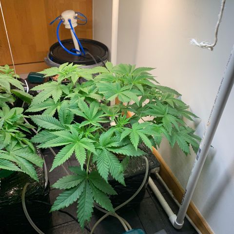 rusia growlog timeline photo