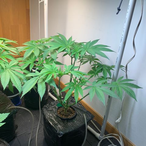 rusia growlog timeline photo