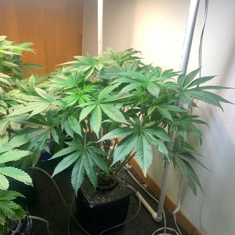 rusia growlog timeline photo