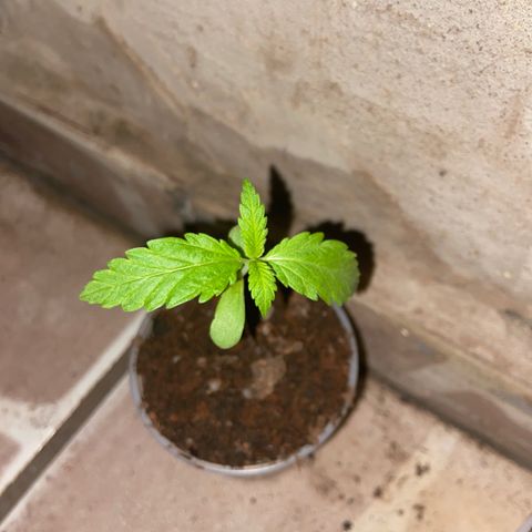 Genética desconhecida growlog timeline photo