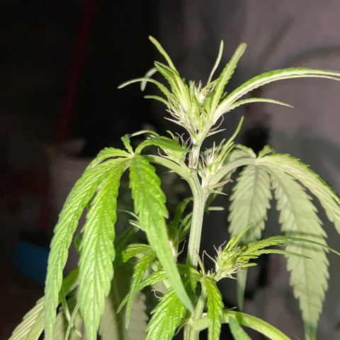 Genética desconhecida growlog timeline photo