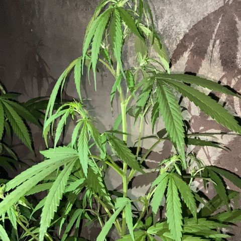 Genética desconhecida growlog timeline photo