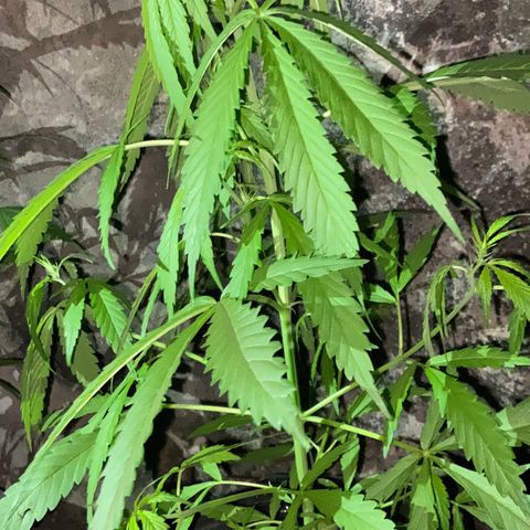Genética desconhecida growlog timeline photo