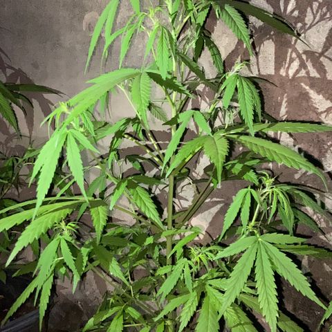Genética desconhecida growlog timeline photo