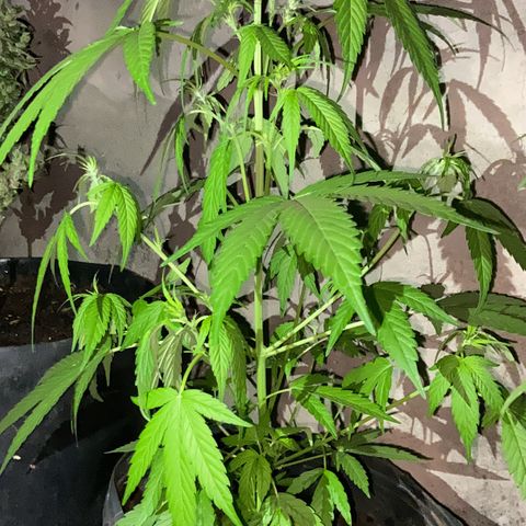 Genética desconhecida growlog timeline photo