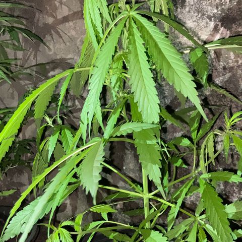 Genética desconhecida growlog timeline photo