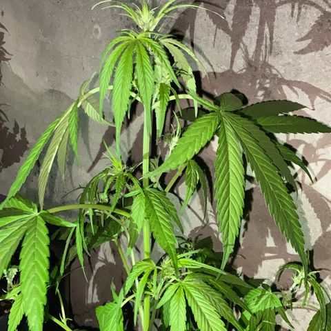 Genética desconhecida growlog timeline photo