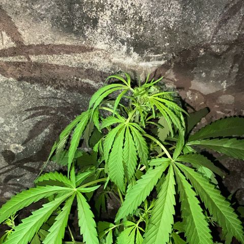 Genética desconhecida growlog timeline photo