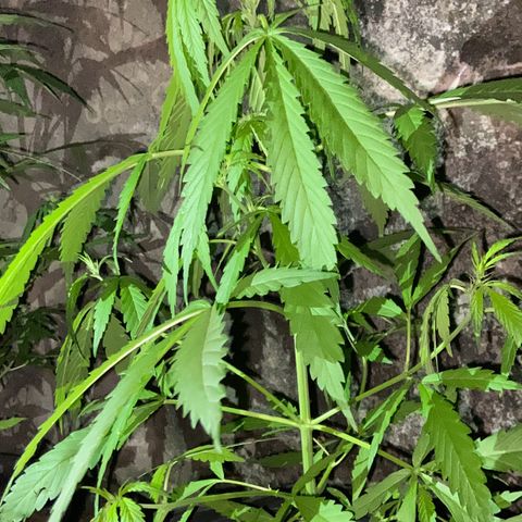 Genética desconhecida growlog timeline photo