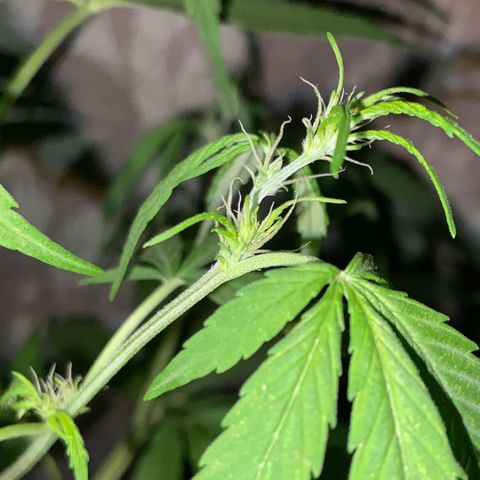 Genética desconhecida growlog timeline photo