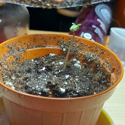 Violetta growlog timeline photo