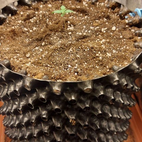 Violetta growlog timeline photo
