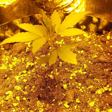 Violetta growlog timeline photo