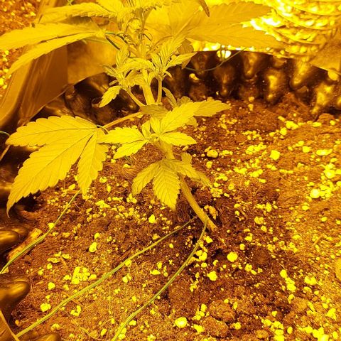 Violetta growlog timeline photo