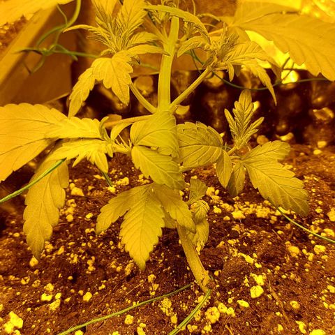 Violetta growlog timeline photo