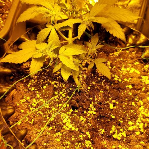 Violetta growlog timeline photo