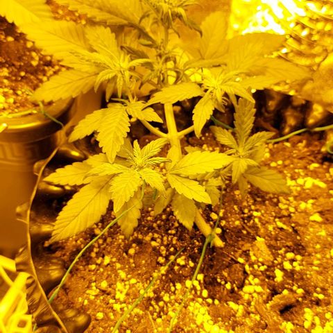 Violetta growlog timeline photo