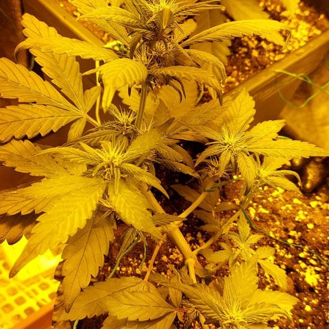 Violetta growlog timeline photo