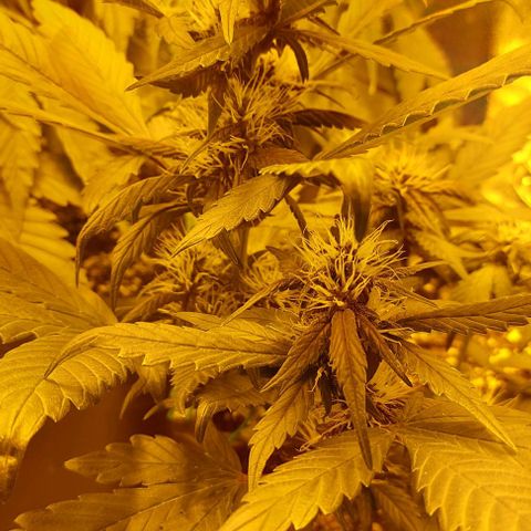Violetta growlog timeline photo