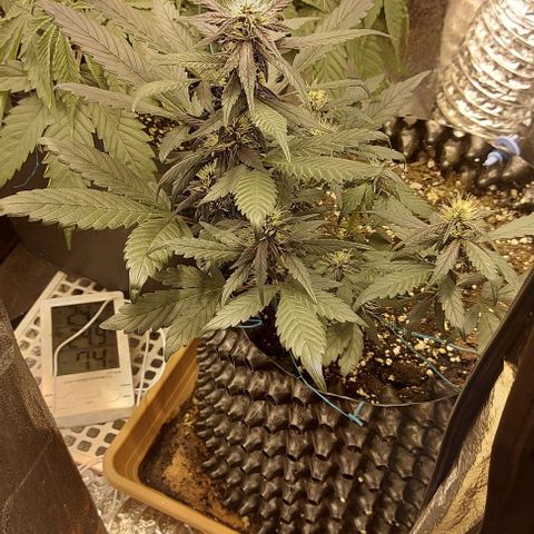 Violetta growlog timeline photo