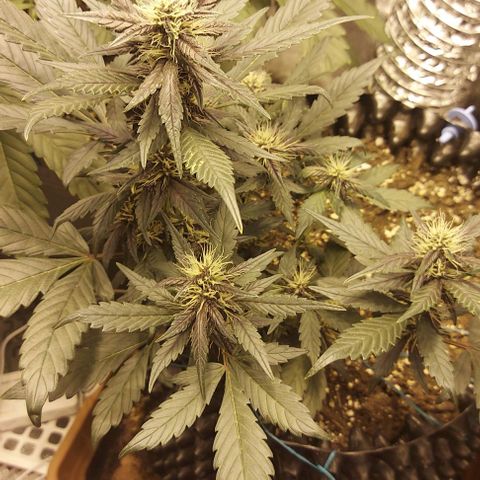 Violetta growlog timeline photo