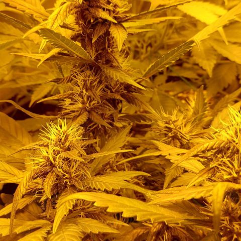 Violetta growlog timeline photo