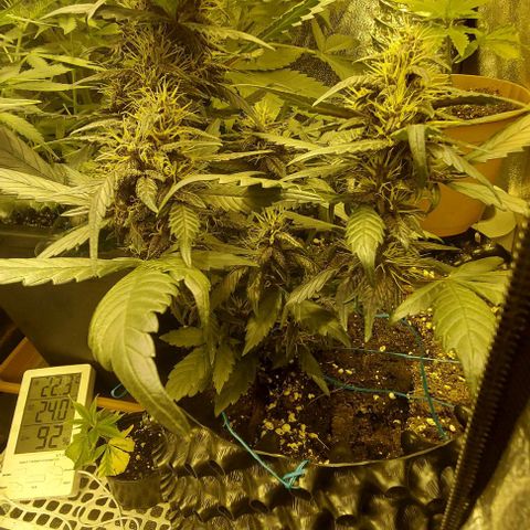 Violetta growlog timeline photo