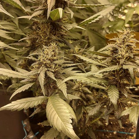 Violetta growlog timeline photo