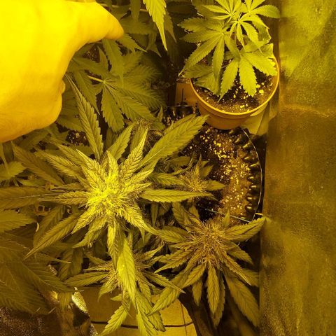 Violetta growlog timeline photo